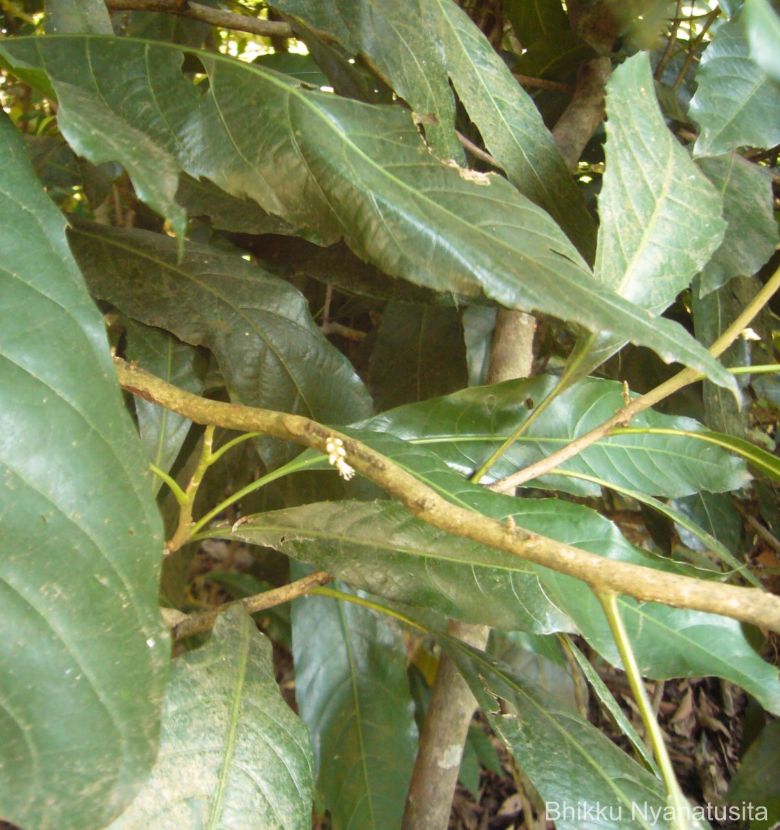 Agrostistachys indica Dalzell